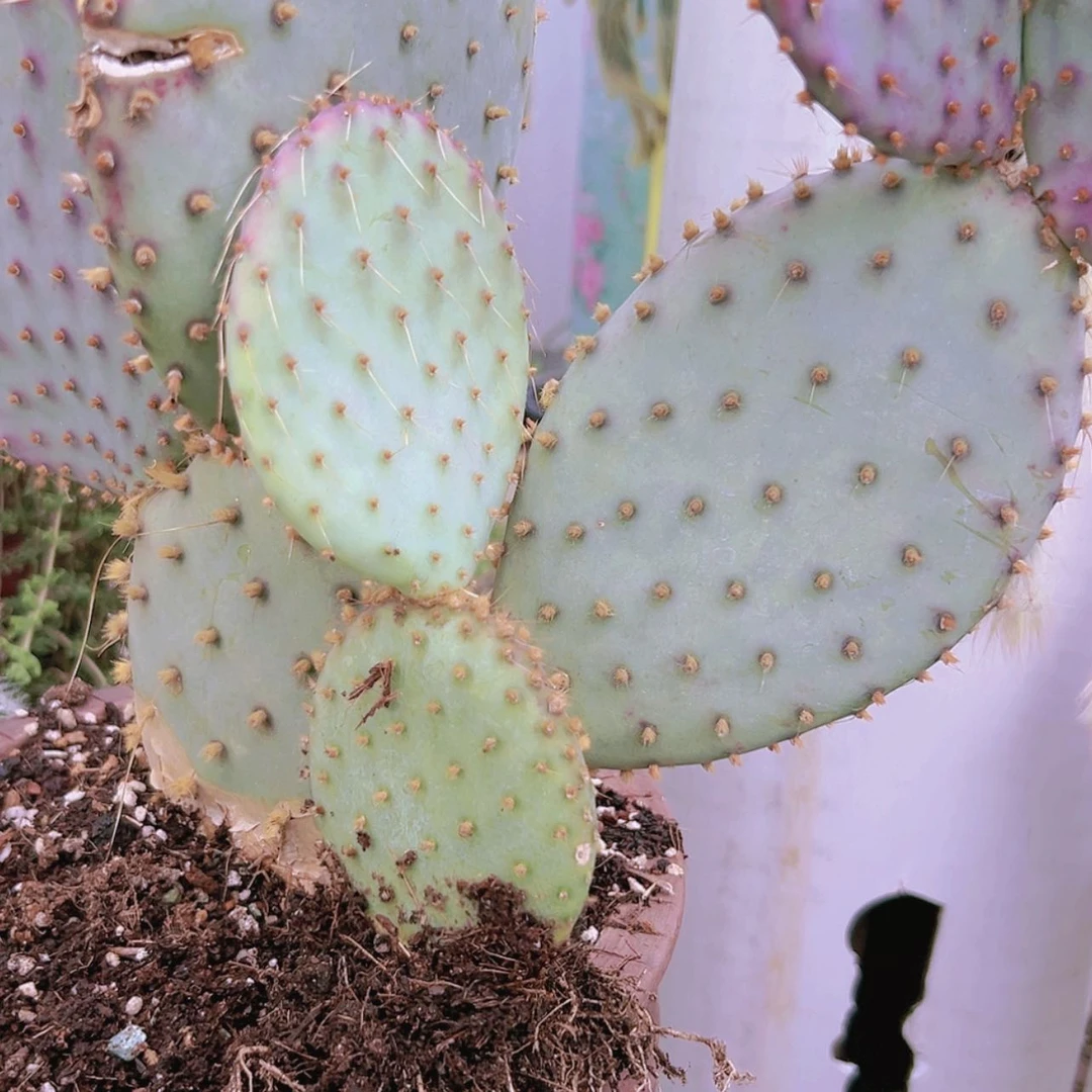 【闪购商品】胜利塔偏远不拍