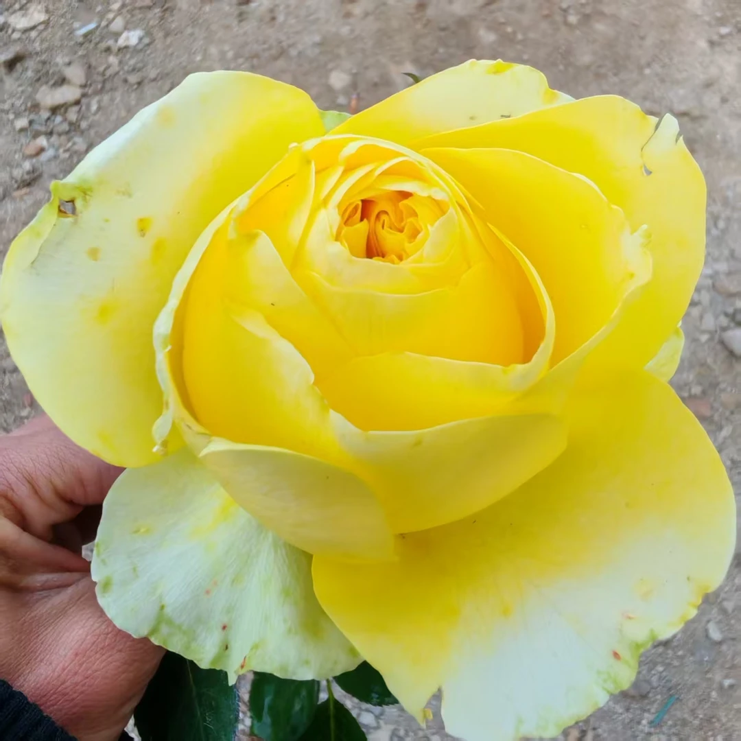 【美娜玫瑰】  2加仑玫瑰品种 多季节开花  四季植物可盆栽地栽