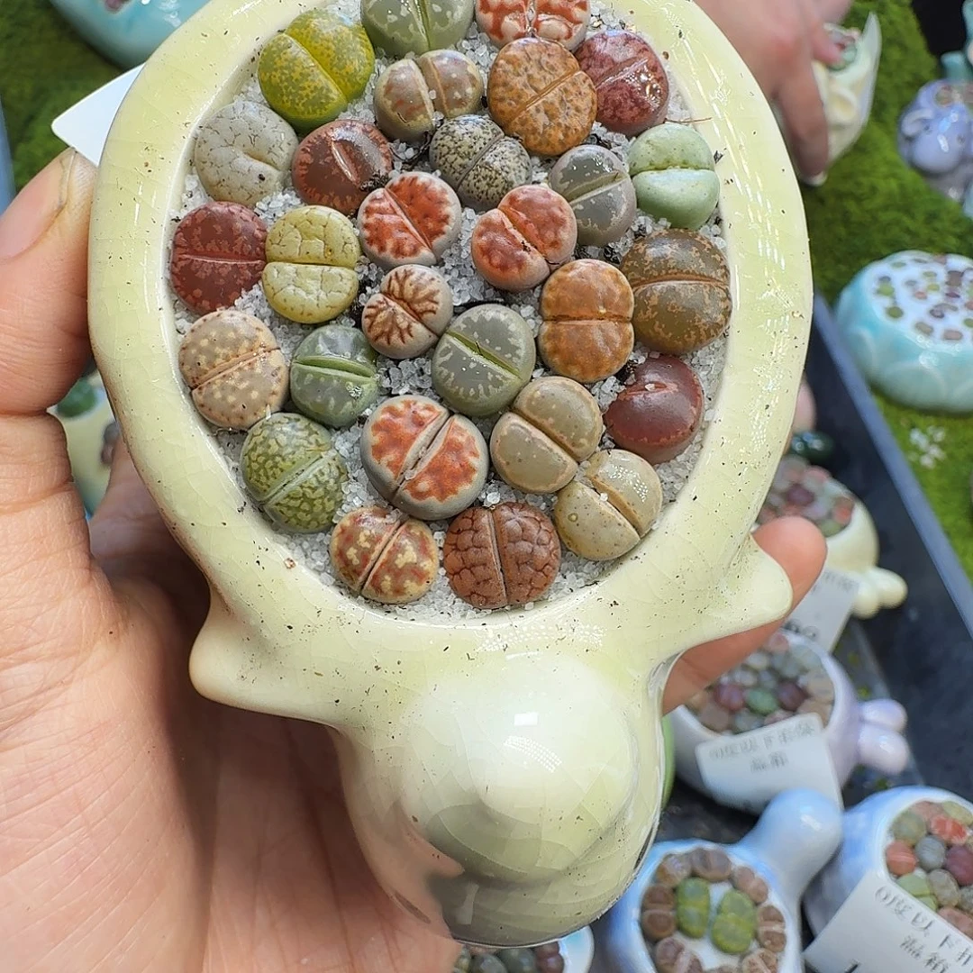 多肉植物福利冲1123