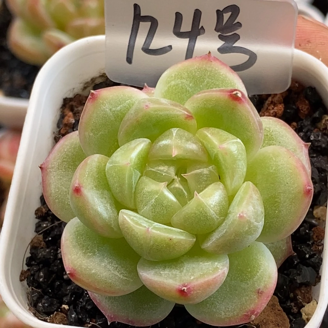 可以拍想好了拍哦……