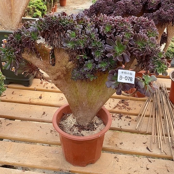 078 欧紫缀宽39 公分带虫咬