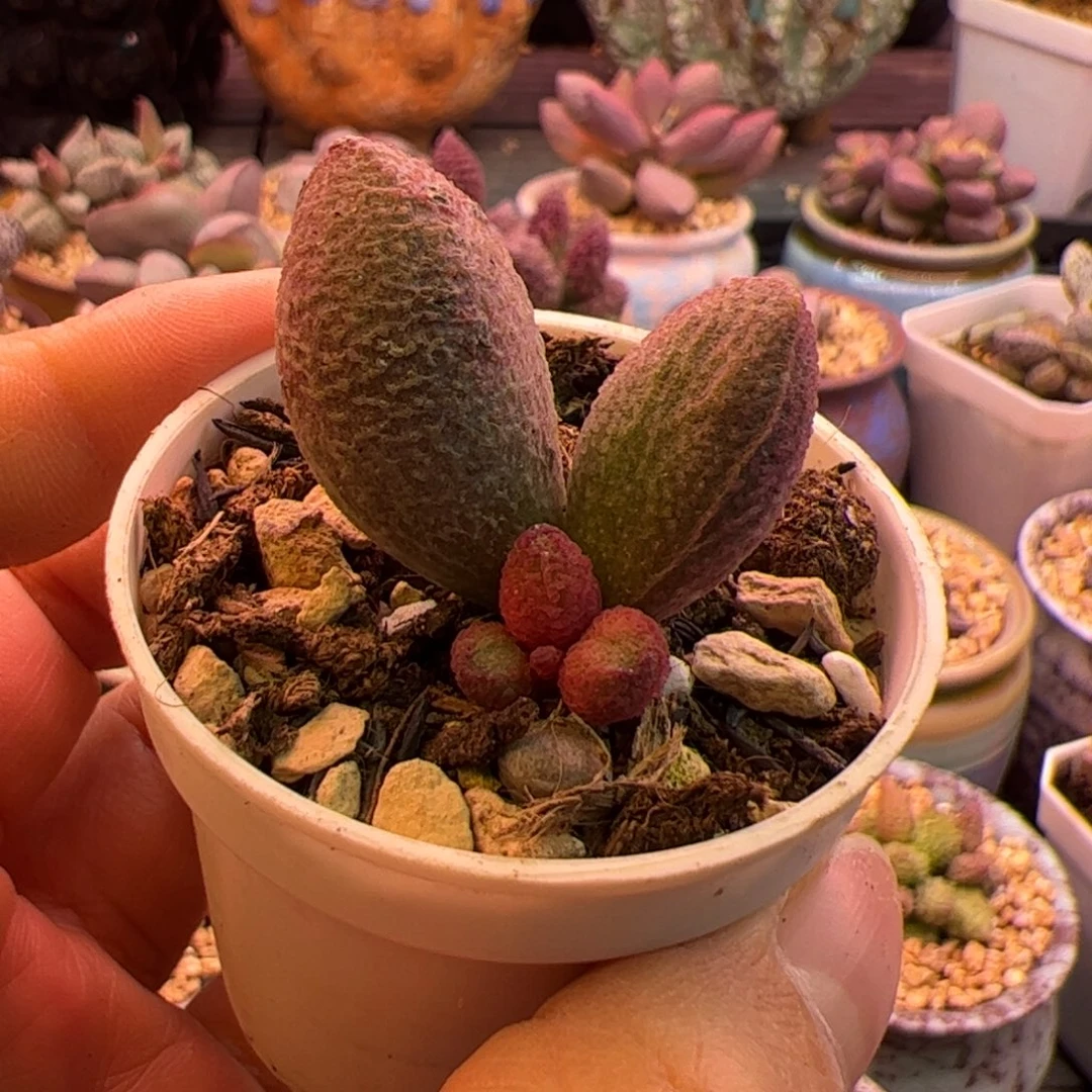 花***～腹部。