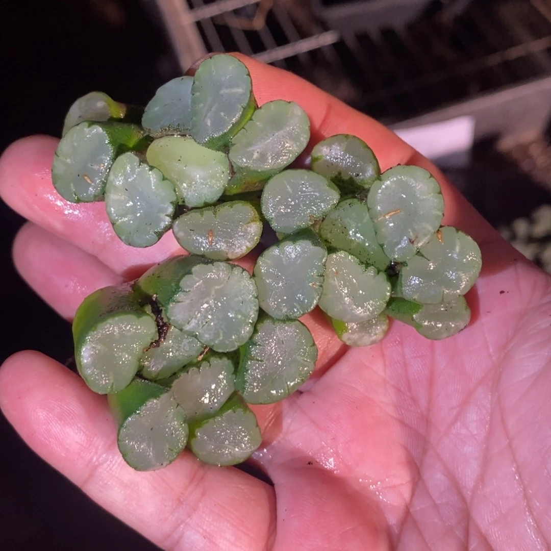 1514 一颗大蜃气楼万象 挑最大的发货 主播力荐