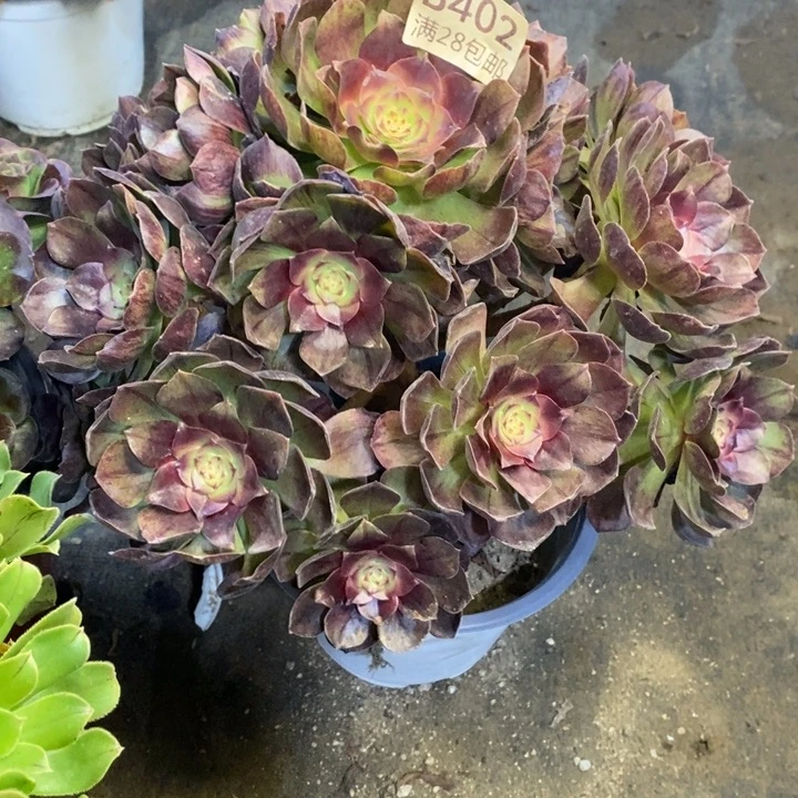 黑魔多肉断头不包402