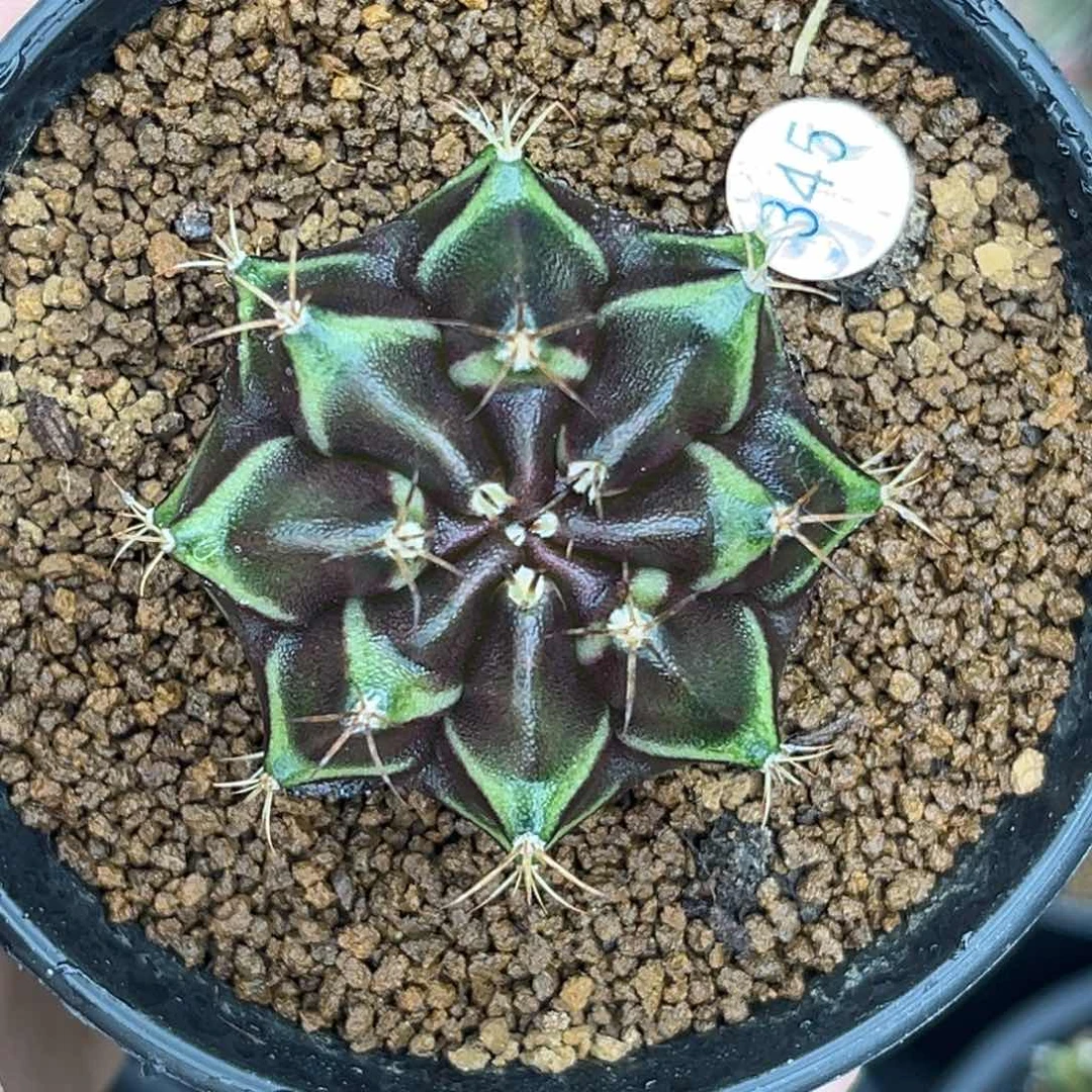 345    带盆土发货