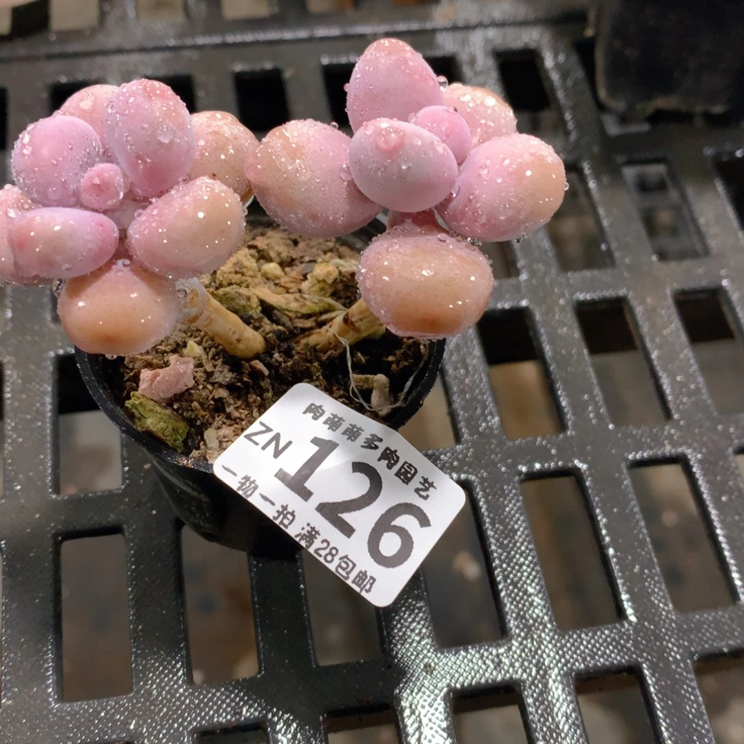 肉萌萌拇指盆精控多肉ZN126