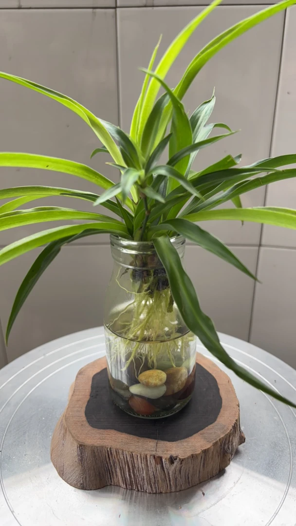 小盆栽-直播间拍品专用链接