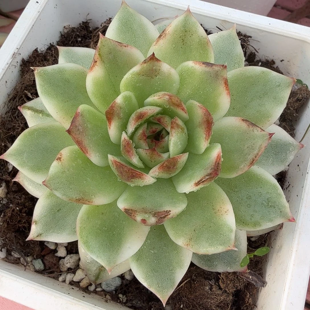 黑水晶锦，多肉植物。