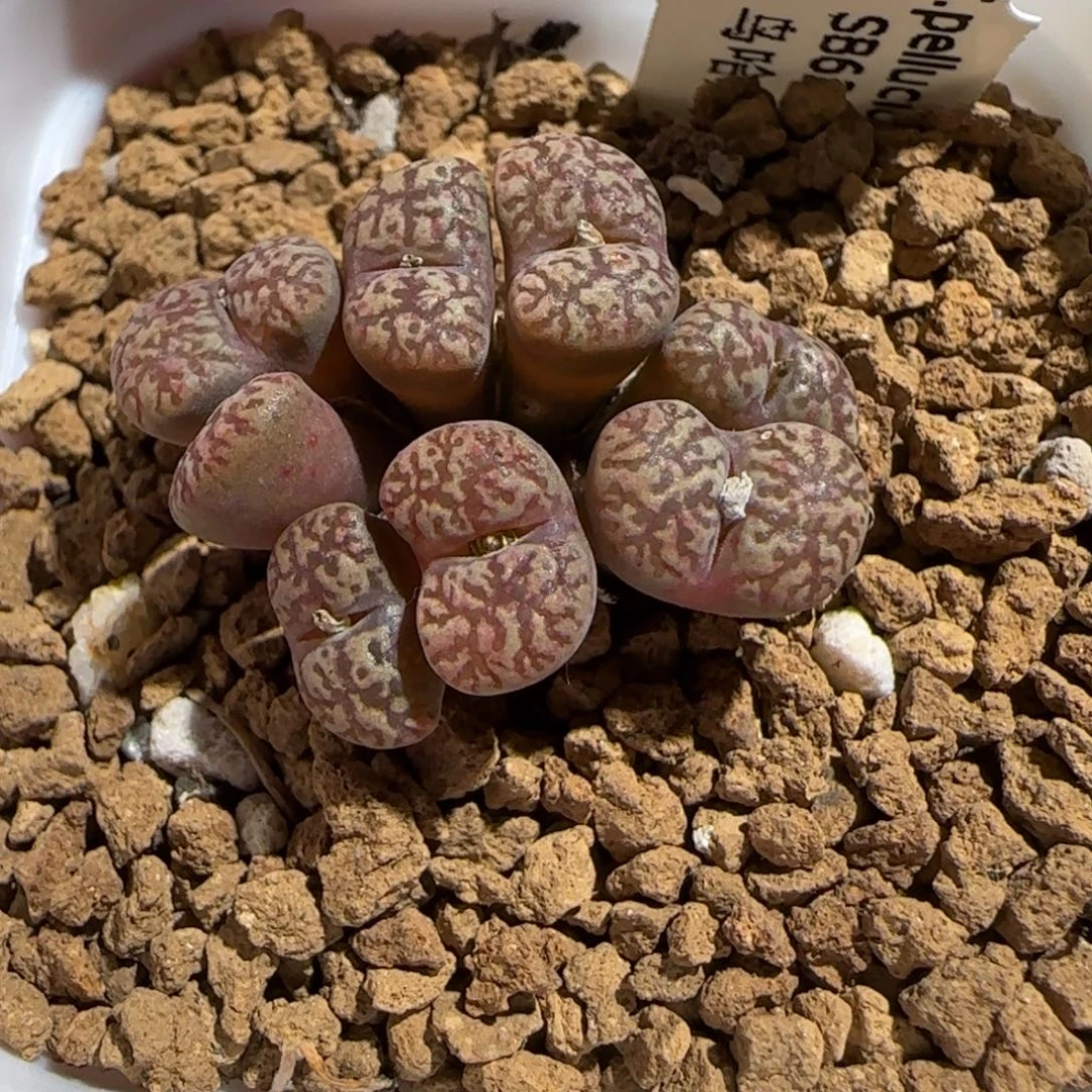 肉锥多肉植物组合-勋章785