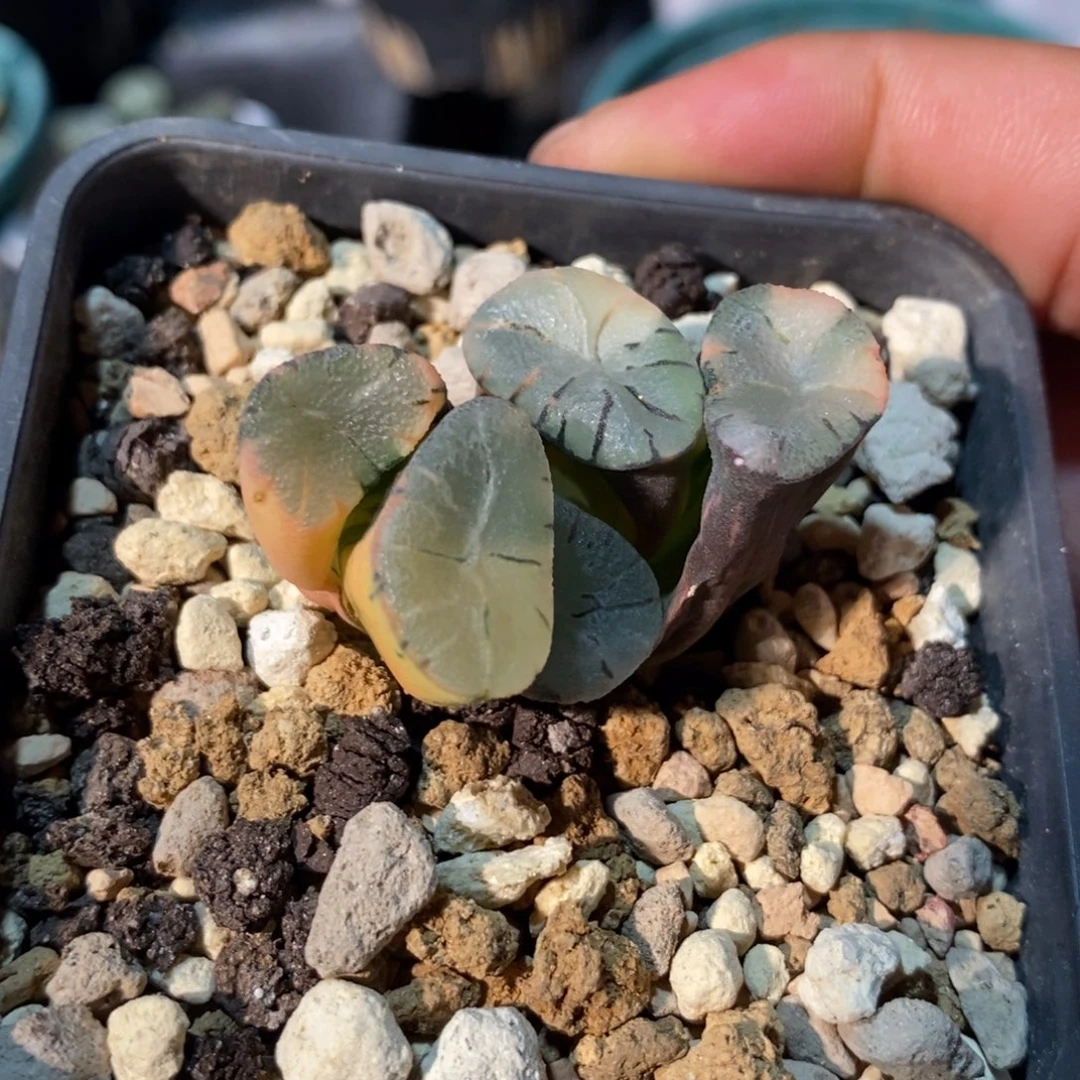 一颗实生大紫万象锦。