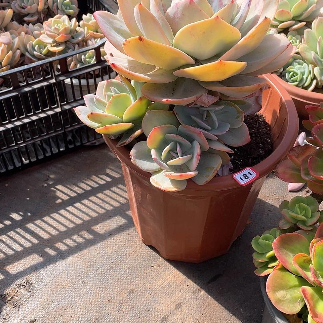 181凤 一物一拍多肉