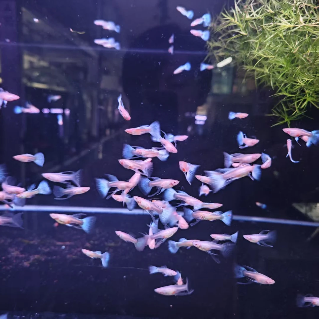 蓝白蝶翼缎带大c