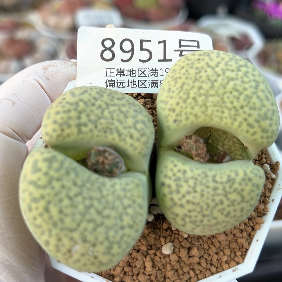 好养易活生石花大母本8951