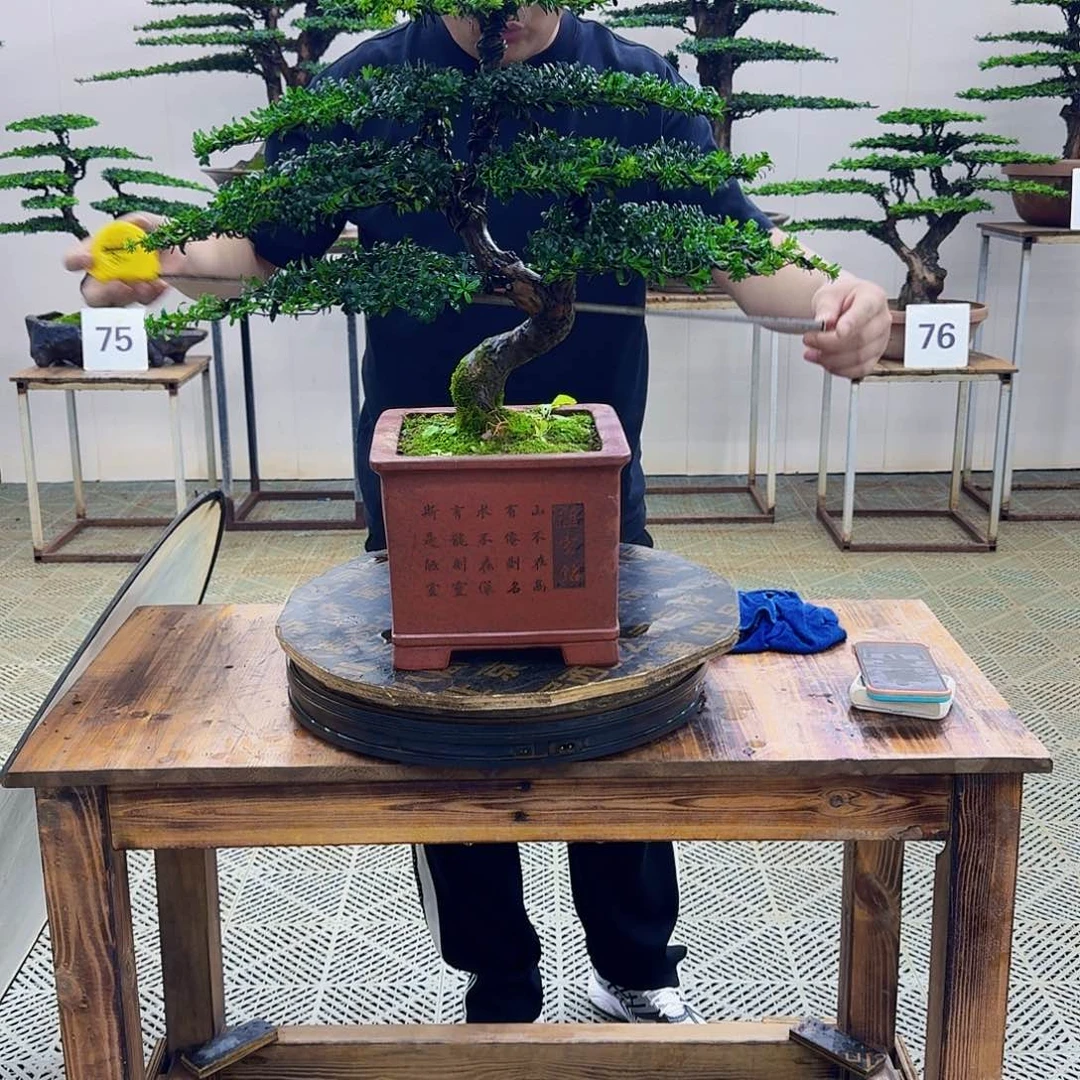 无花朵珍珠罗汉松造型盆景