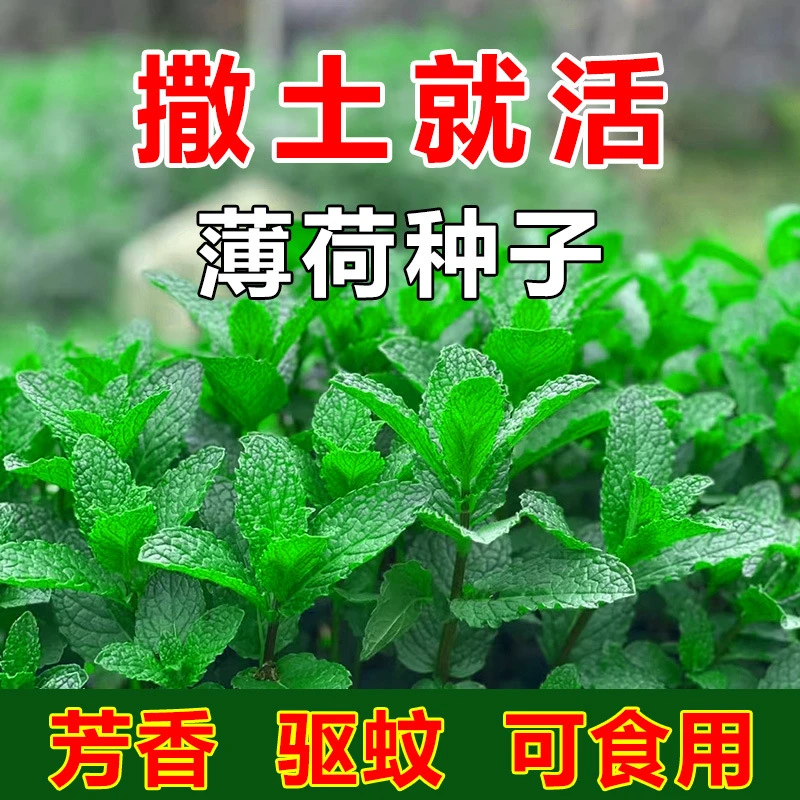 D新疆包邮【食用薄荷种子】留兰香四季播种室内阳台盆栽驱蚊植
