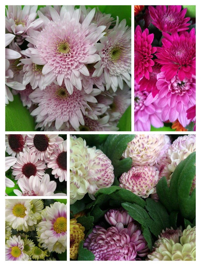 【荷兰菊清货福利不售后】阳台庭院耐热耐寒四季开花易养基地直发