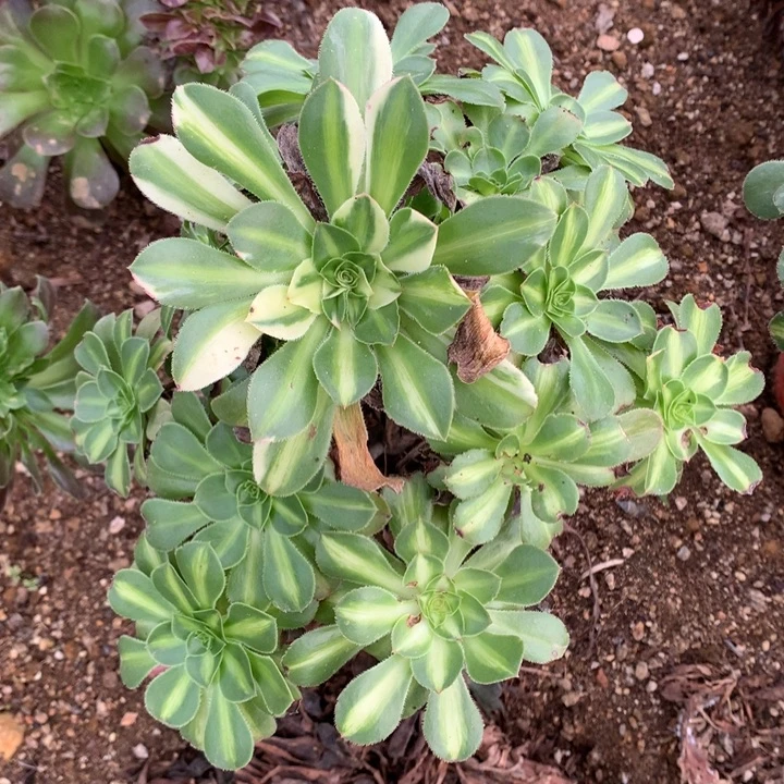 白兰地花脸001多肉植物