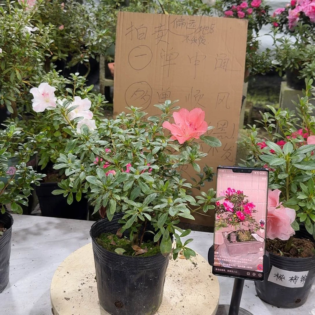 全部花苞若惠必须杜鹃花