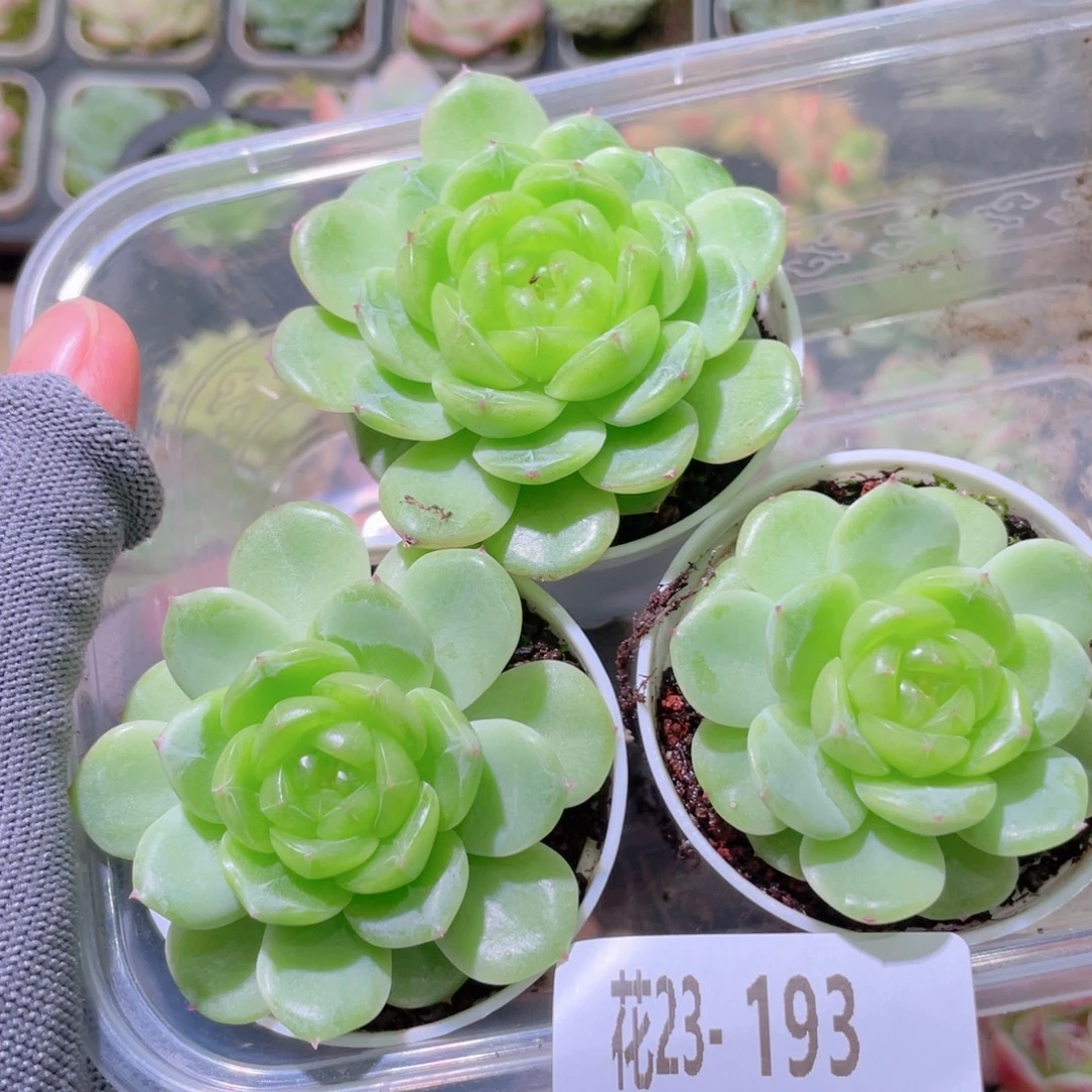 花利美23-193玉珠3颗