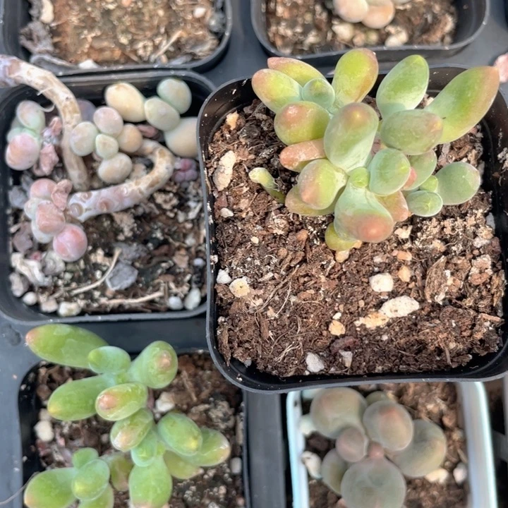 芒果奶随机发满18包邮