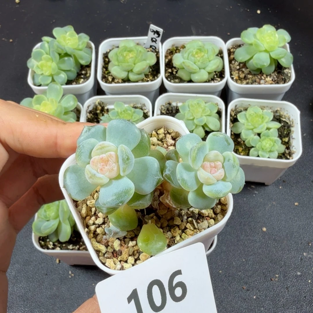 双头糖混一物一拍106
