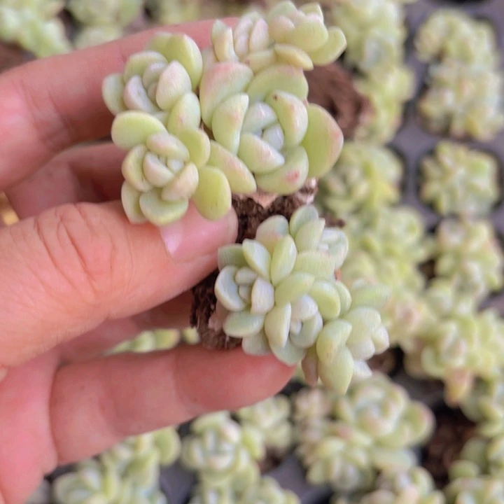 芯*白冰群穴盘50颗发货