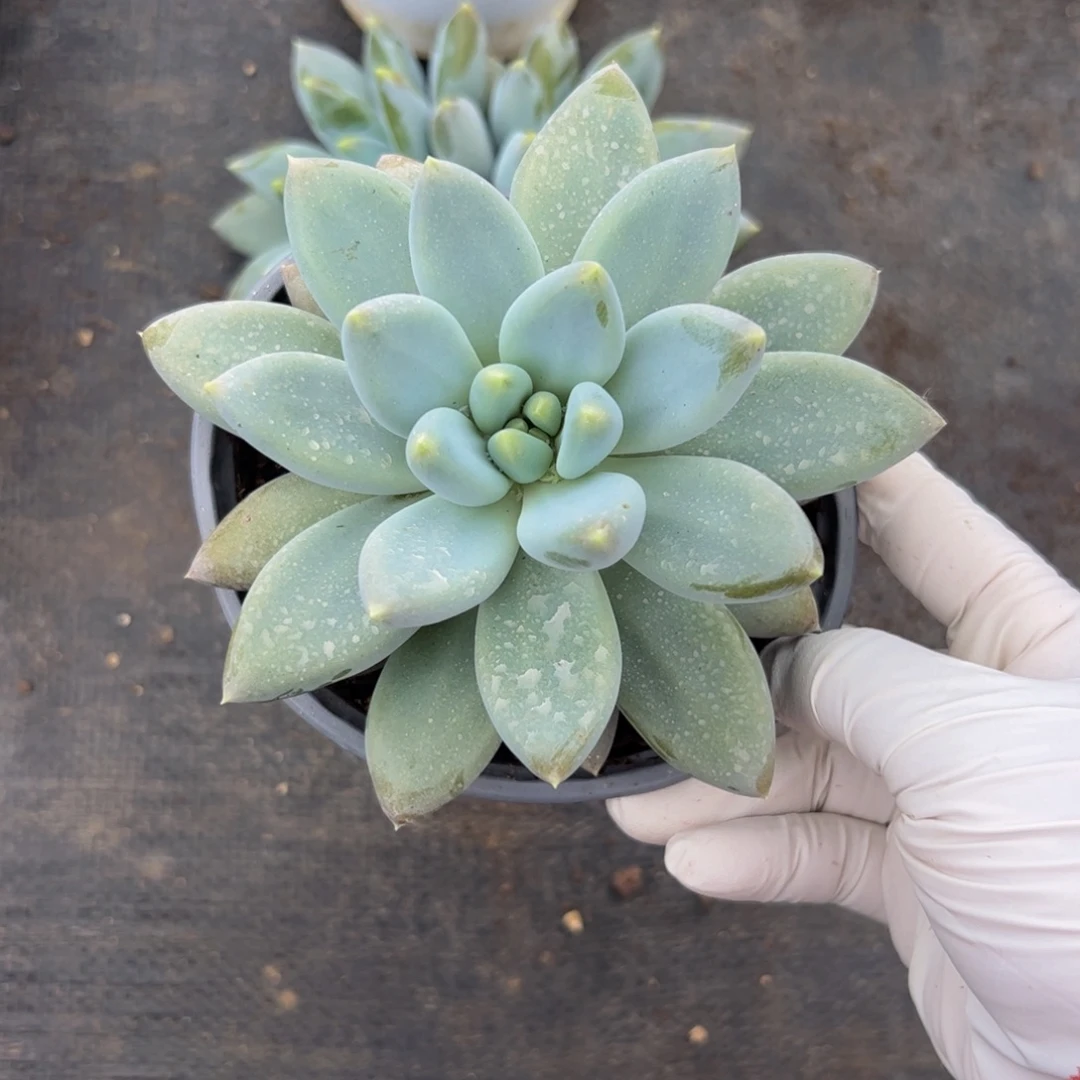 平***凡单头哥特多肉植物