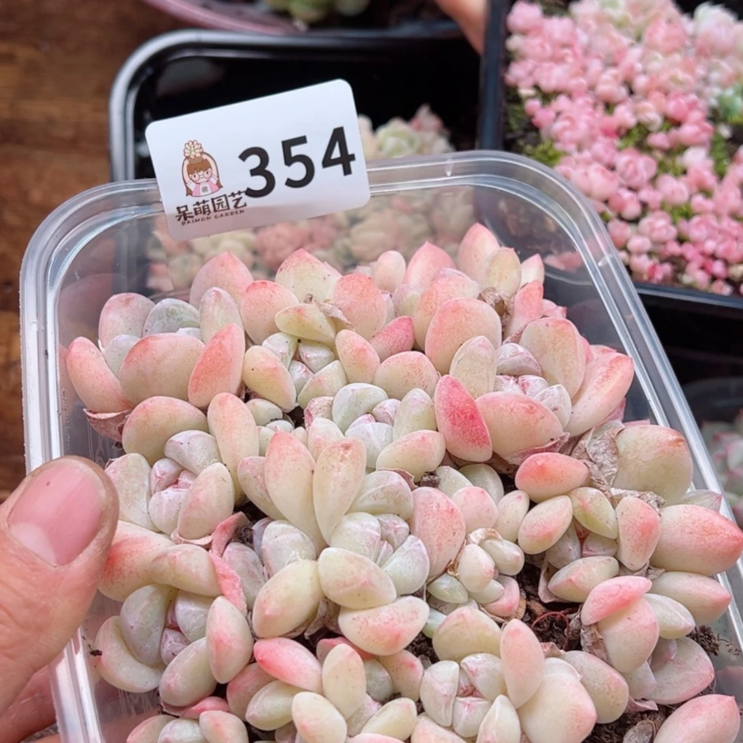 多肉植物多肉植物
