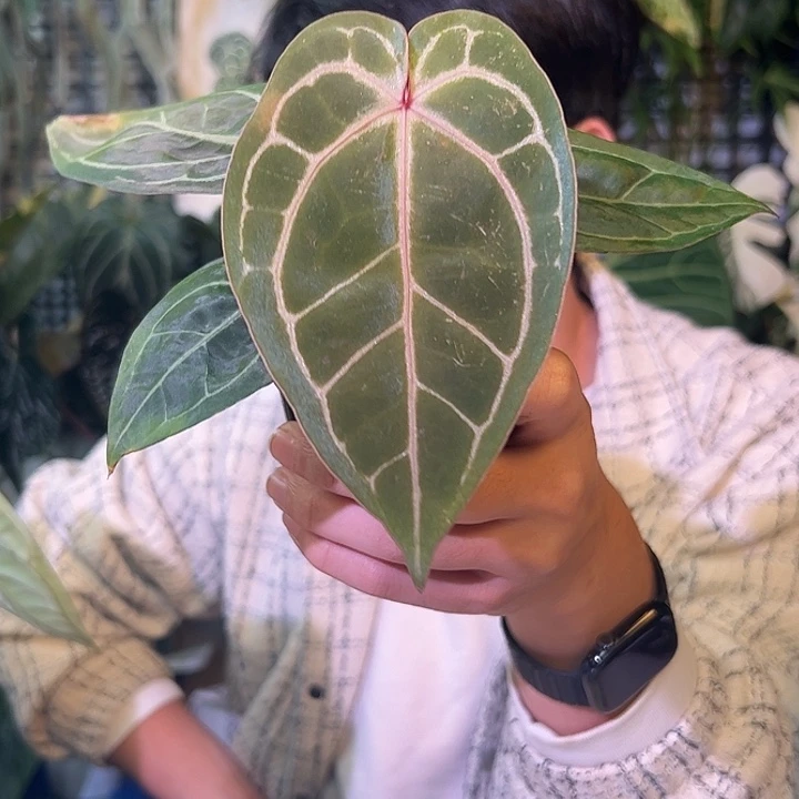 完全开放B41紫水晶杂撕裂纹