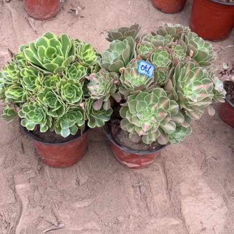 056多肉植物组合，