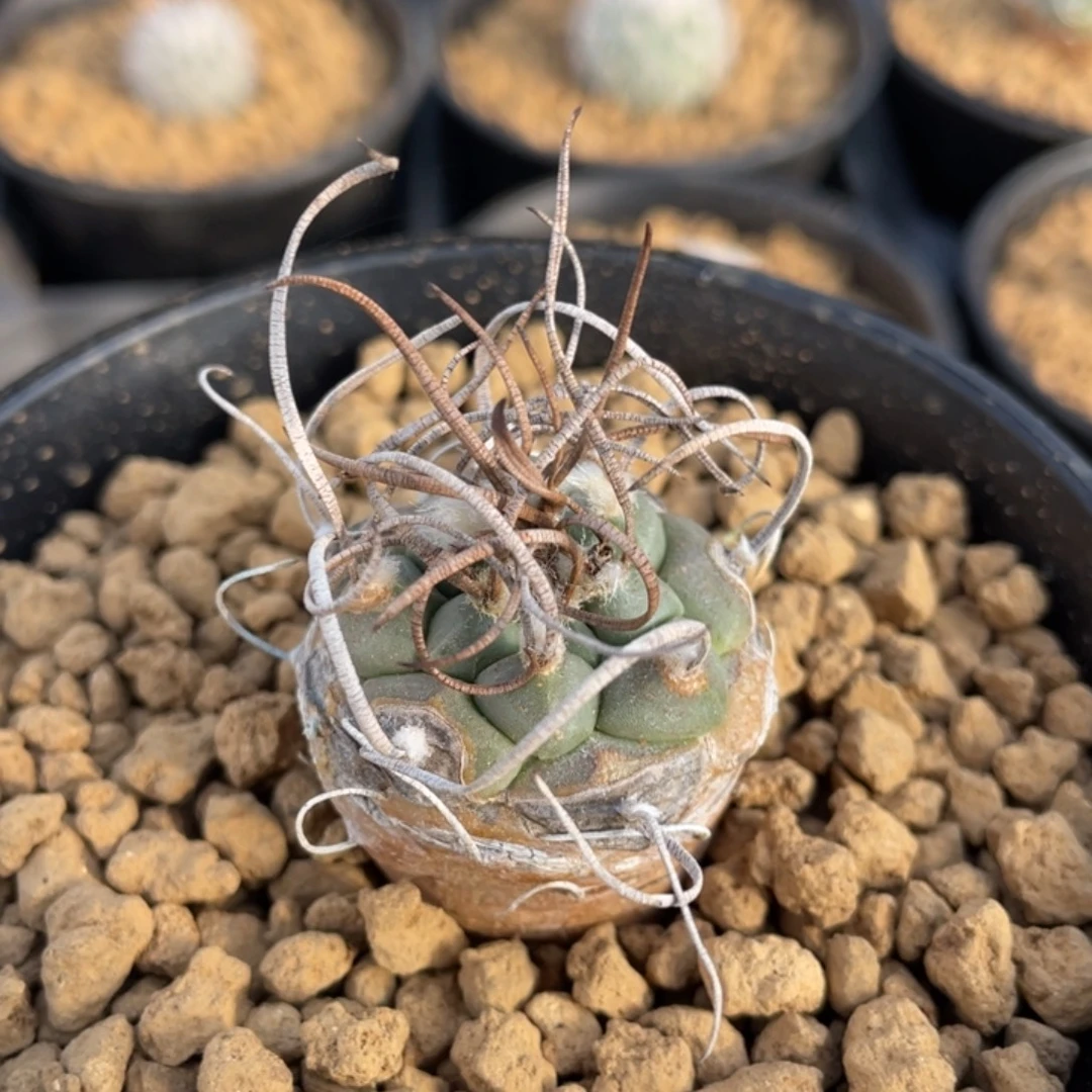 橙花丸       实生根