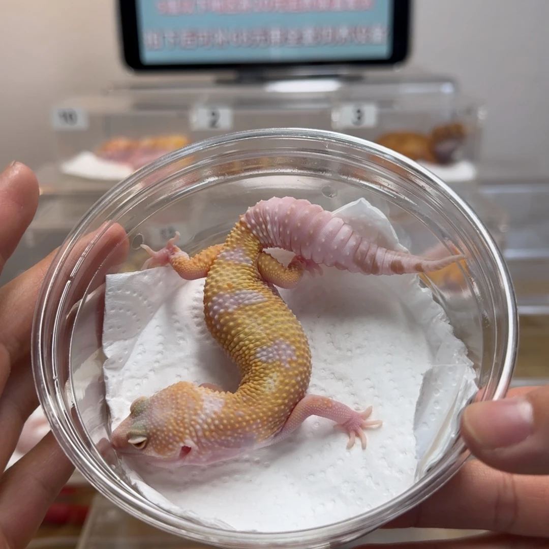 豹纹守宫雪花红眼暴龙妹妹