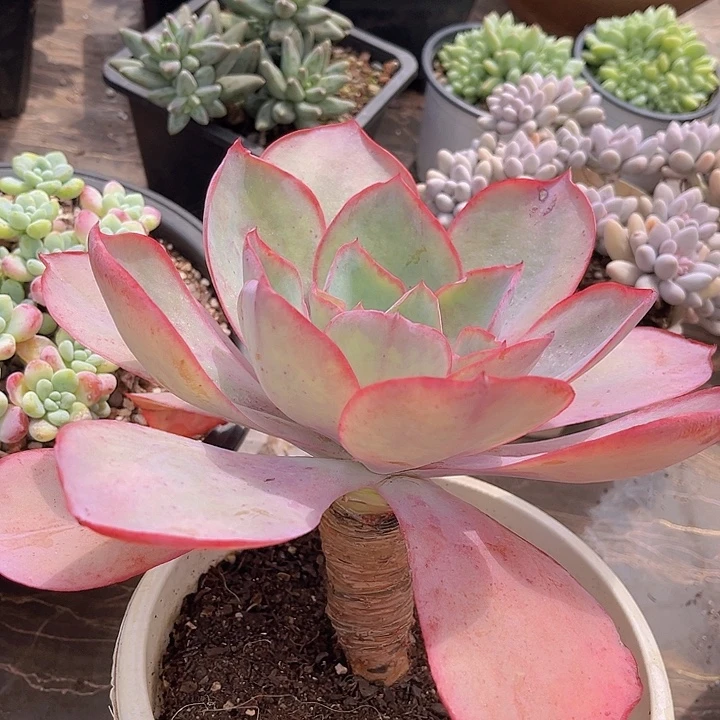 肯尼迪17113多肉植物