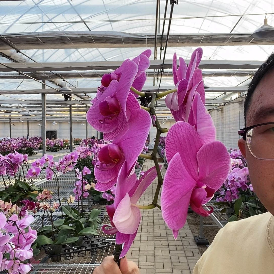 完全开放紫色大花3.5