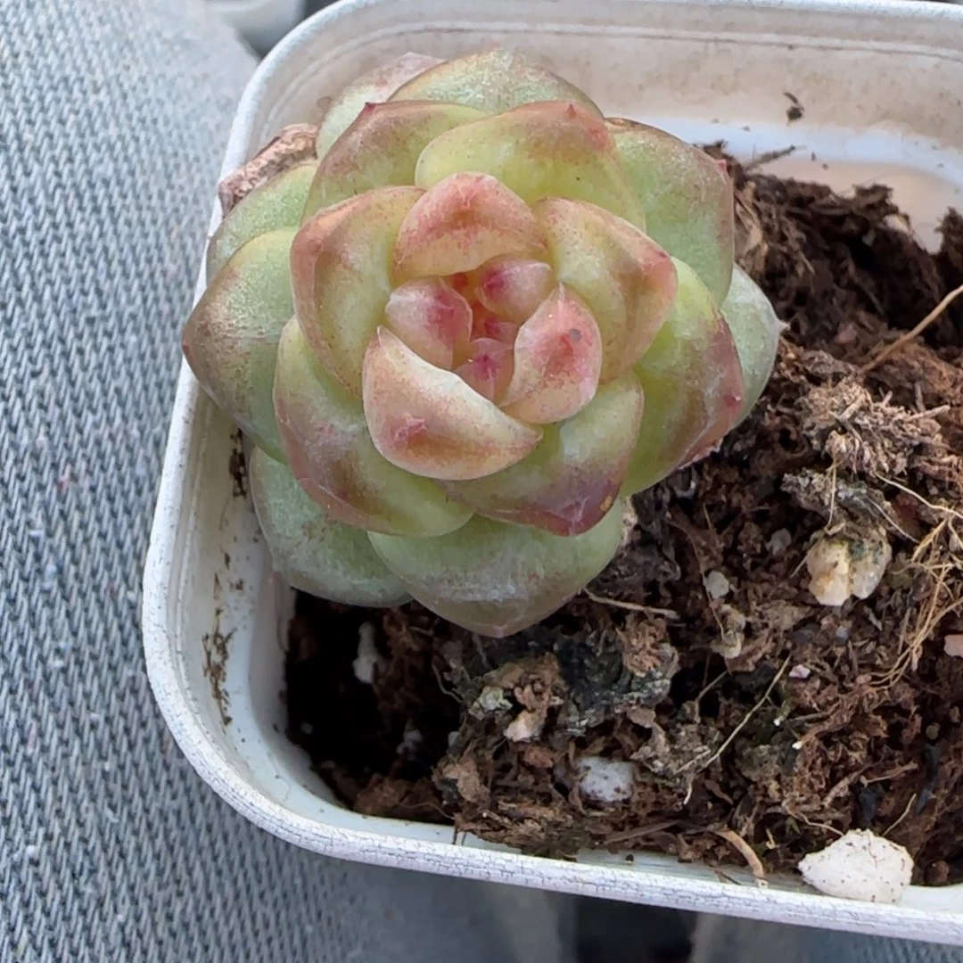 小卡拉米糖心一物一拍