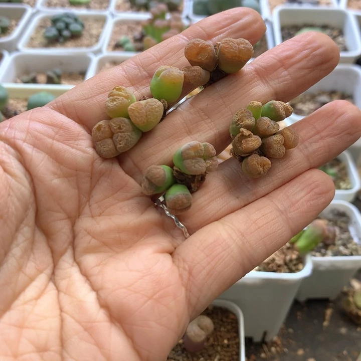 ?***?福利特特特 肉锥植物