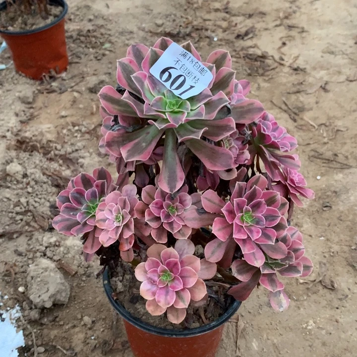 601美杜莎手捧4号棚