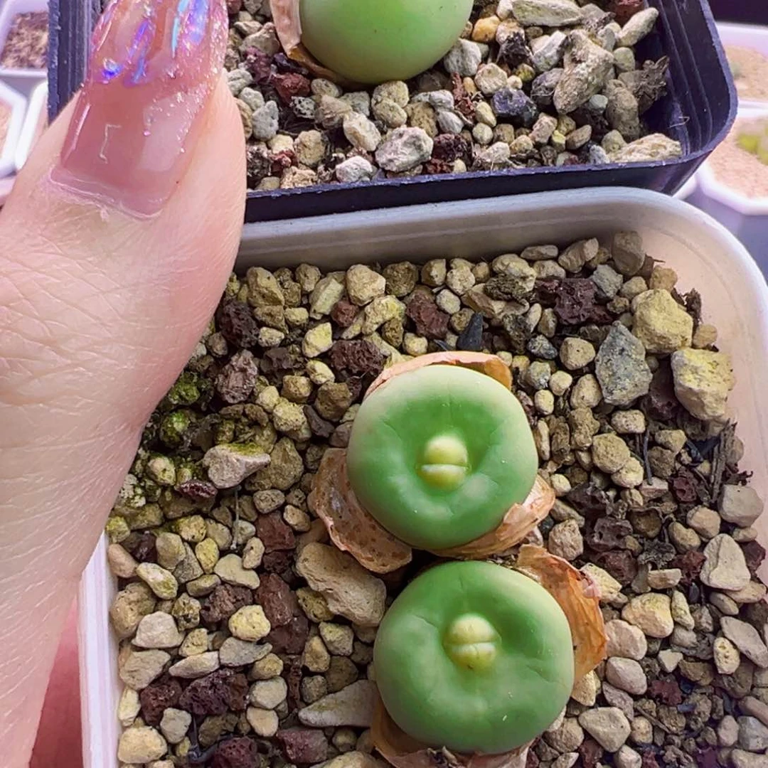 新****福利特特特特特特特