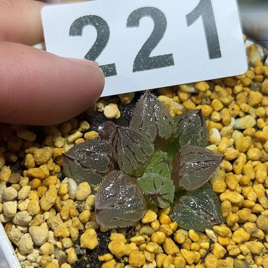 冰魁十二卷多肉植物