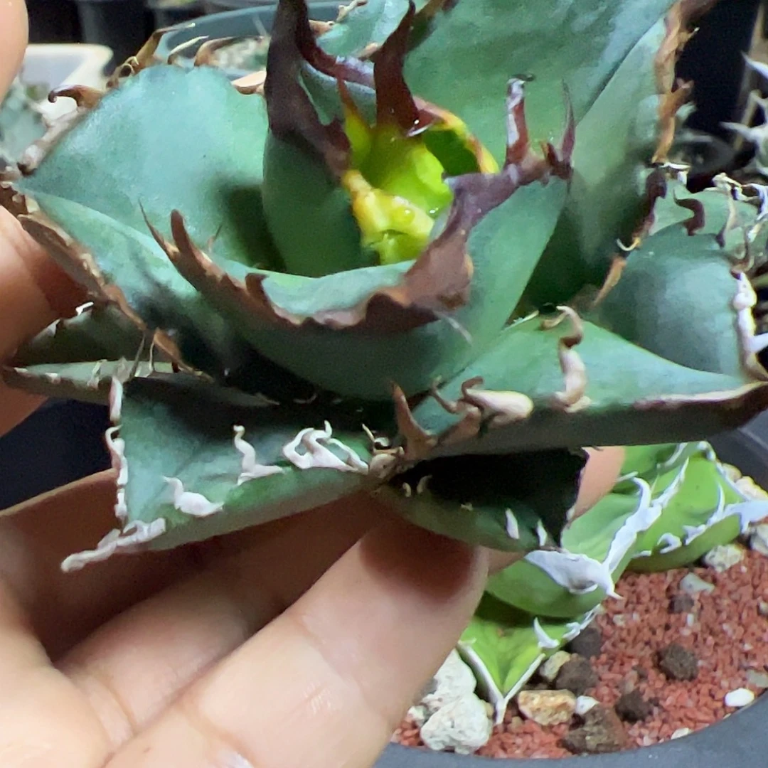 蟒顶芽龙舌兰仁王冠