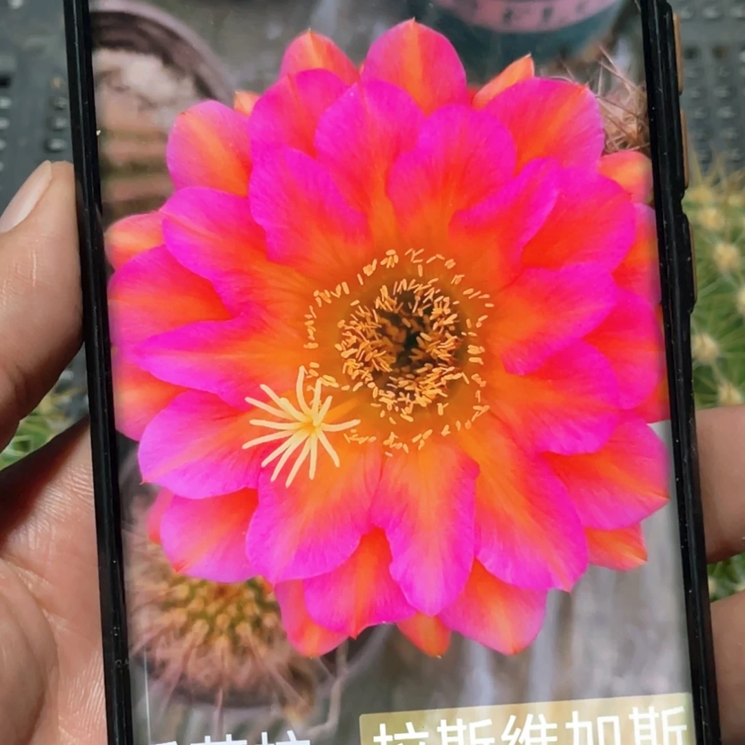 毛 拉斯维加斯侧芽 歪 满20包邮高 8公分