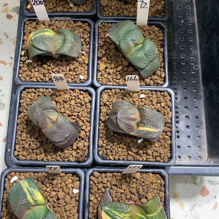 【闪购商品】等**等8个牛