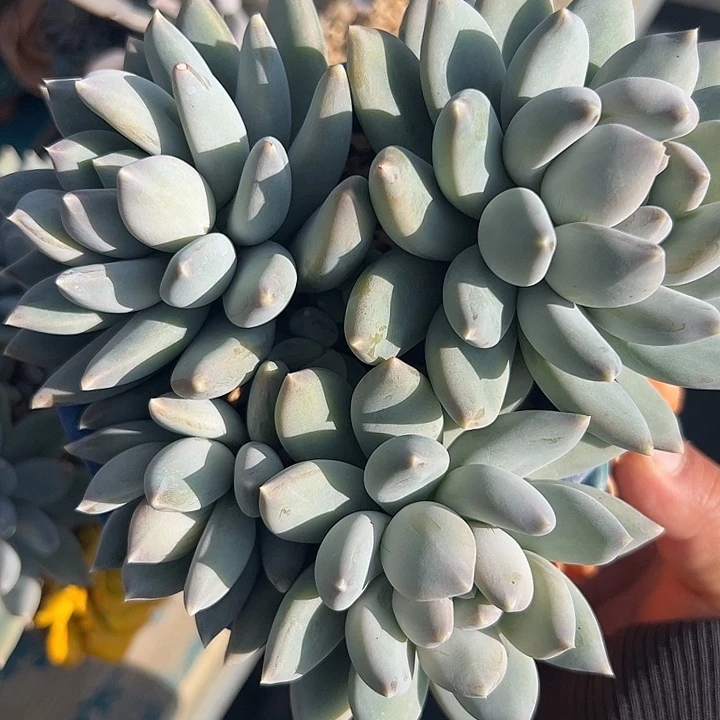 哥特体伊丽莎白111111