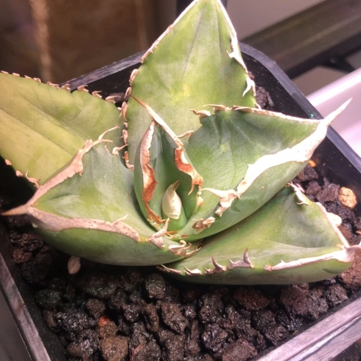 大白鲨仁王冠龙舌兰