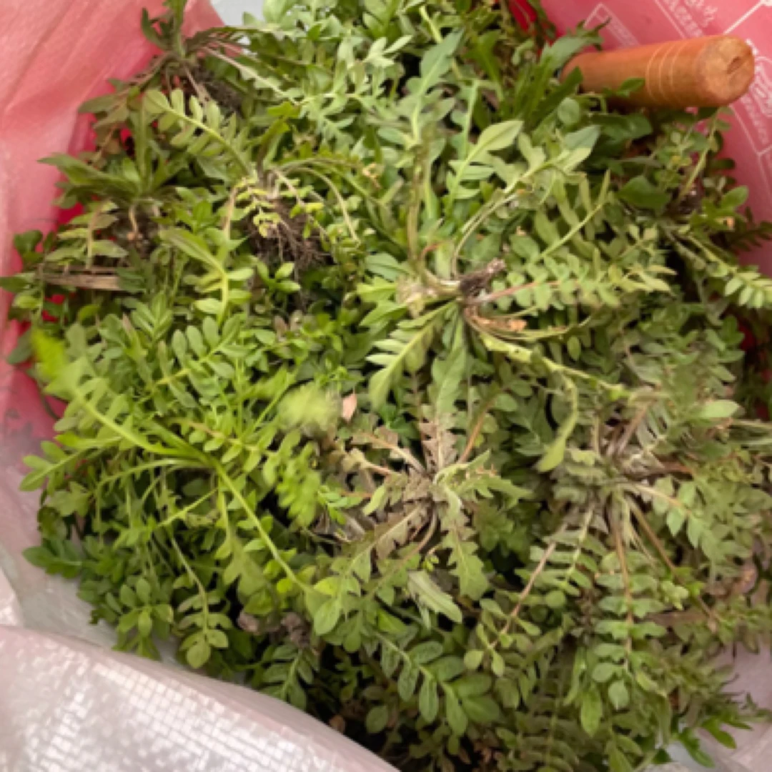 [甄选]野生新鲜荠菜（不泡药水现挖有土有黄叶建议勿拍）