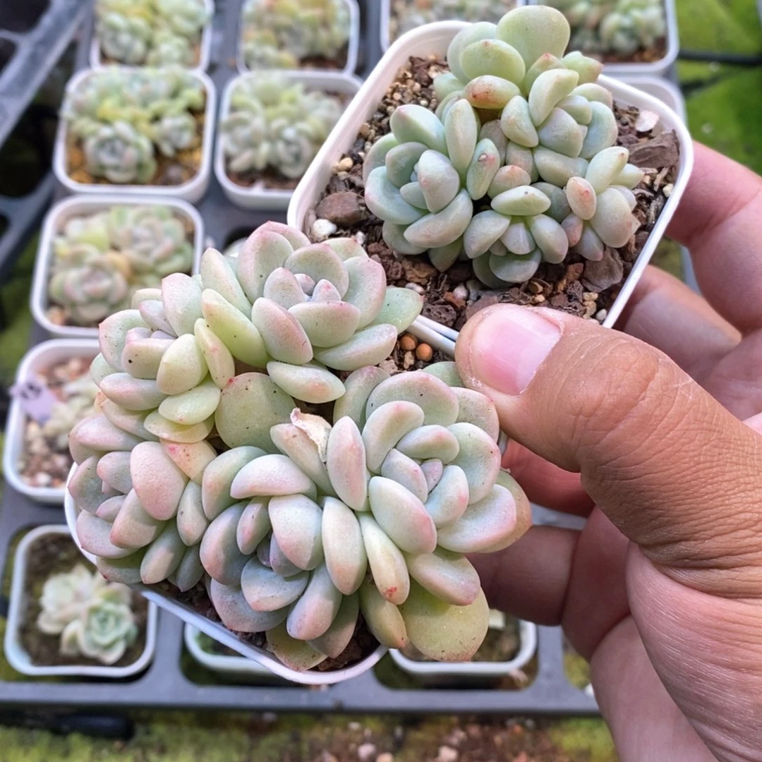 彬***两颗冰玉自选专拍