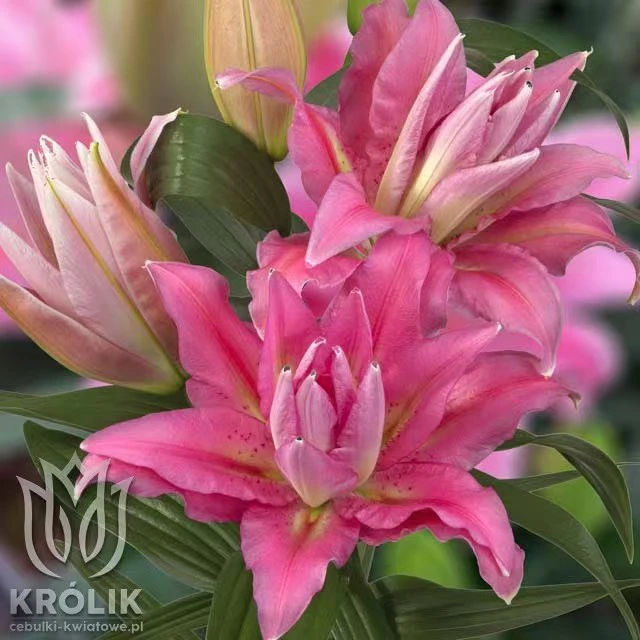 进口百合花种球《瑟米拉周长19/21cm》1颗重瓣有香保证开花