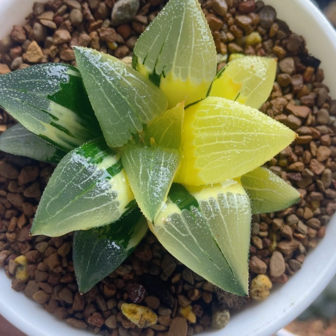 17.十二卷多肉实生克锦。