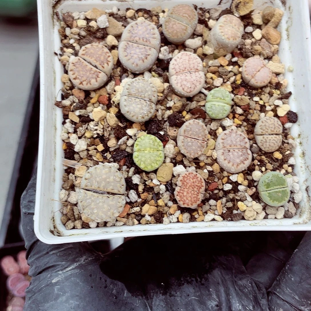 生石花18包邮0917-45