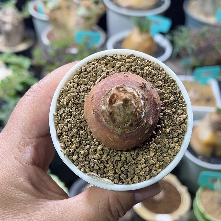 层出杨奎产地多肉植物